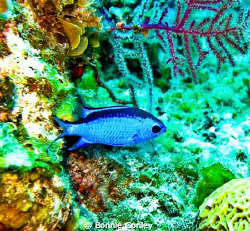 Blue Chromis seen May 2009 in Freeport Bahamas.  Photo ta... by Bonnie Conley 